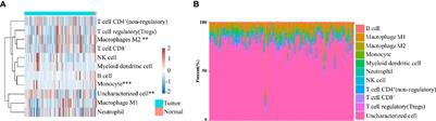 The Scavenger Receptor MARCO Expressed by Tumor-Associated Macrophages Are Highly Associated With Poor Pancreatic Cancer Prognosis